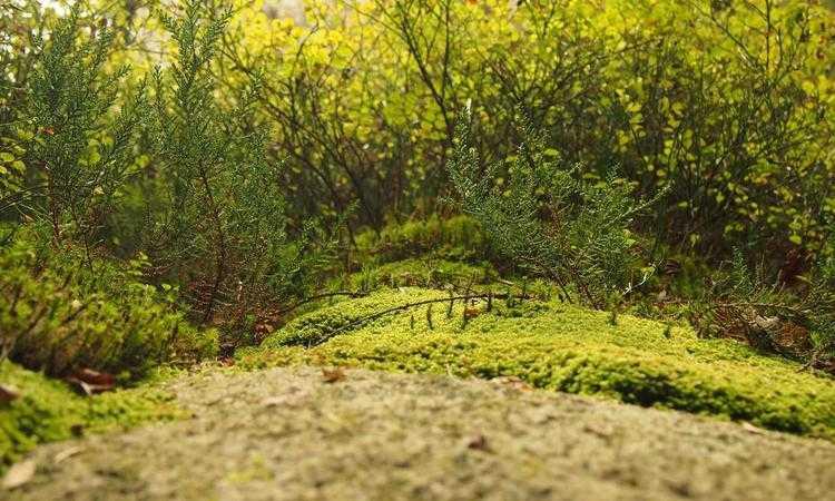 网络图鉴:Matter协议的落地实践案例
