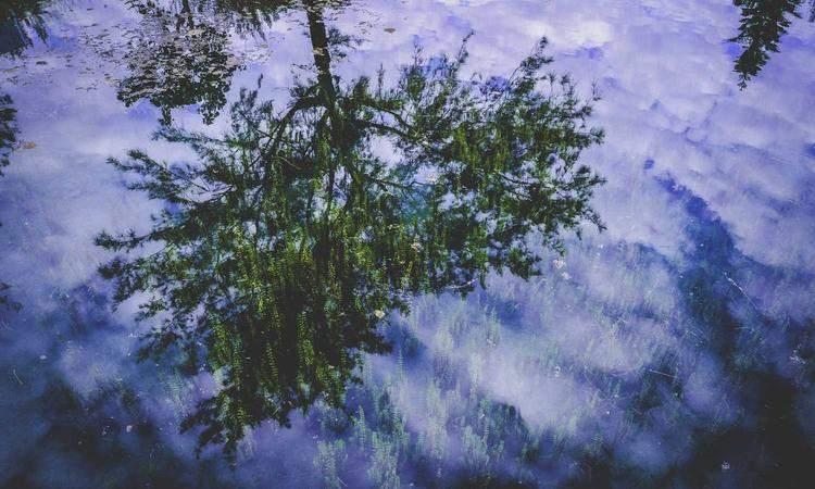 《植物大战僵尸 2》防线攻略:花园卫士的策略与植物全解析